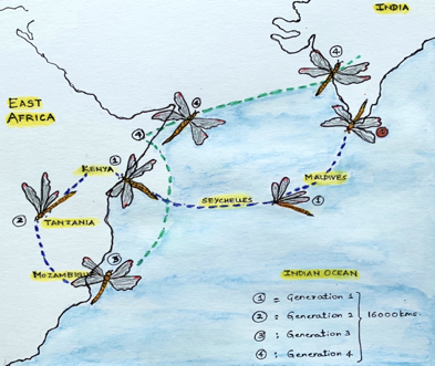 Migration Map of Global Skimmers: By Anjan Prakash